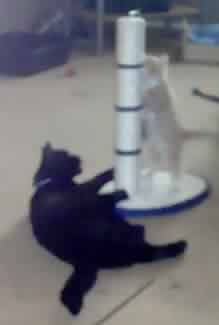 Blackie and Queenie - two cats scratching the post